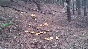 урожай грибов в Луганской области