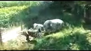 Бои животных Питбуль против кабана pit bull vs a wild boar