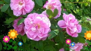Роза парковая терез бунье. Краткий обзор, описание характеристик rosa Therese Bugnet