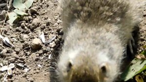 ВОДОПАДЫ ДЖИЛЫ-СУ, а также суслики и ослики)