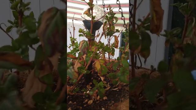 My poor Fuchsias... смотреть онлайн