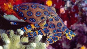 120 ИНТЕРЕСНЫХ ФАКТОВ ОБ ОКЕАНАХ