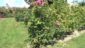 Rosa ´William Baffin´