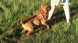 Одним словом Шарпей | Shar Pei