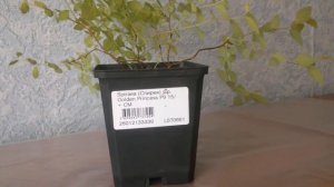 Покупка СПИРЕИ ЯПОНСКОЙ "ГОЛДЕН ПРИНЦЕСС".