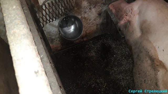 Чашечная поилка! Трудности в эксплуатации!