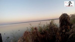 Охота на утку в сентябре, Ростовская обл., Таганрогский залив,18 г.