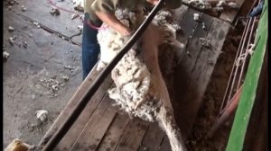 Стрижка овец.Скоростные стригали Калмыкии.VOB