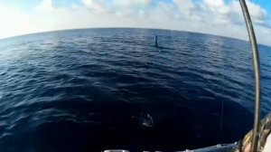 Ловля пеламиды Рыбалка на Черном море г Новороссийск