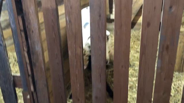 УТЕПЛЯЕМ КРЫШУ В ДОМЕ ДЛЯ ЖИВОТНЫХ! ЖИЗНЬ В ДЕРЕВНЕ! МОЛОДАЯ ФЕРМА! ДЕРЕВЕНСКИЕ БУДНИ! ТОПИМ ПЕЧЬ! смотреть онлайн