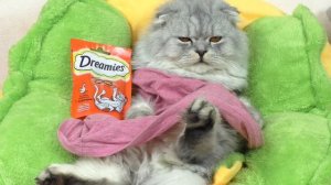 ПЛОХОЙ И ЗЛОЙ кот Кевин УХОДИТ навсегда | каким будет новый кот???