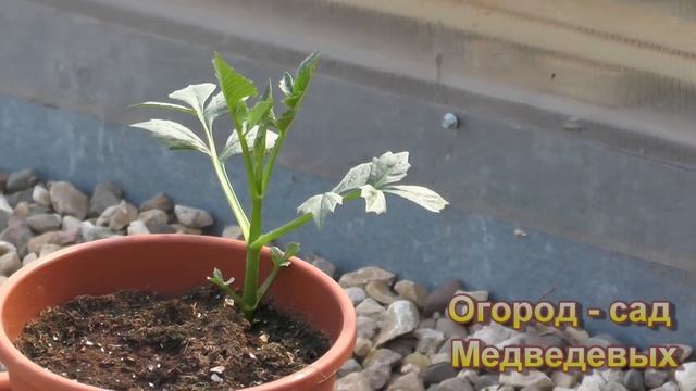 Какие цветы посадить в кашпо. Моя композиция смотреть онлайн