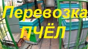 Проще откачать мёд чем перевезти пасеку.Головняк пасеки без транспорта,на стационаре мёда нет.