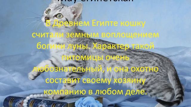 САМЫЕ МИЛЫЕ ПОРОДЫ КОШЕК ТОП -7 смотреть онлайн