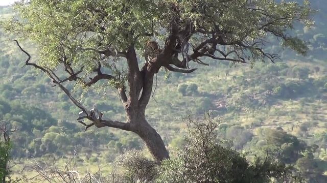Awesome Leopard sighting - Pilanesberg National Park, South Africa смотреть онлайн