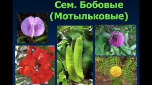 11. Классы и семейства Цветковых растений