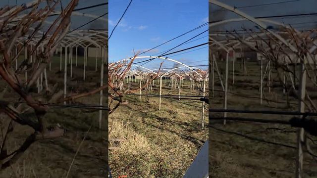 Укрытие винограда землей. И огромное количество лоз после обрезки. смотреть онлайн