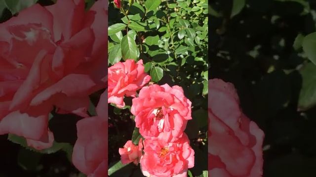 Роза Гонолулу Honolulu Interplant Нидерланды, 2006 смотреть онлайн