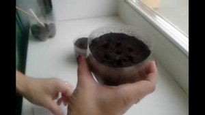 Выращивание туи из семян в домашних условиях