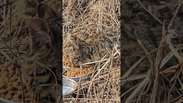 길고양이 밥주지 말라는 사람들은 사실상 동물 학대범들