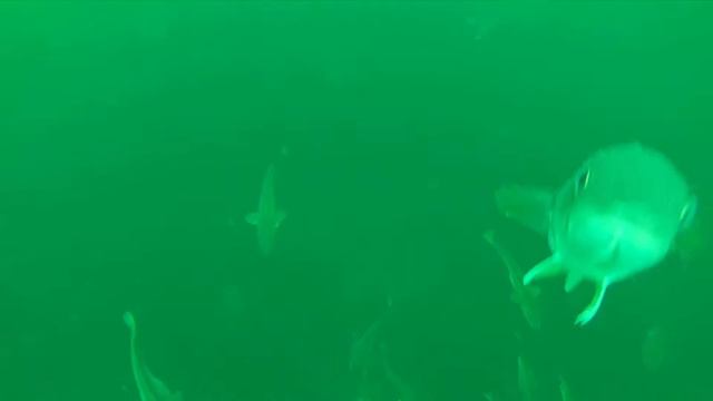 Cod Fishing in Herring Neck, NL смотреть онлайн