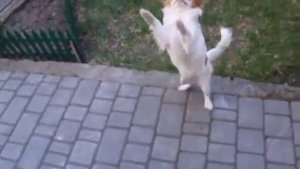 Японский хин