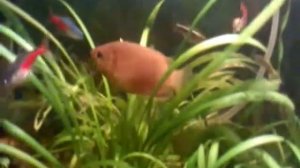 Гурами красные