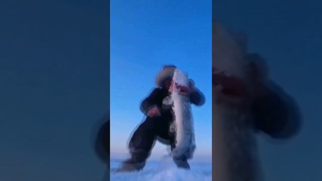 рыбалка в Якутии с клеваярыбалка.рф #якутия #клевая #рыбалка #fishing #клеваярыбалка