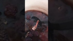 Морилка из сосновых шишек.