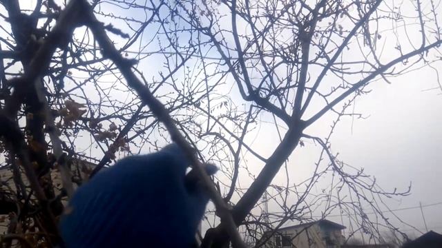 СЛИВА. Обрезка запущенной сливы.