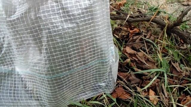 как подготовить виноградный куст к зимовке смотреть онлайн