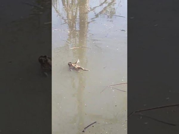 верхом на возлюбленной