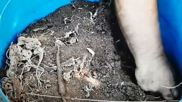 Продают!Мандрагора с грядки.#сад#мандрагора#море#горы#прогулка#ReviewMandrak смотреть онлайн