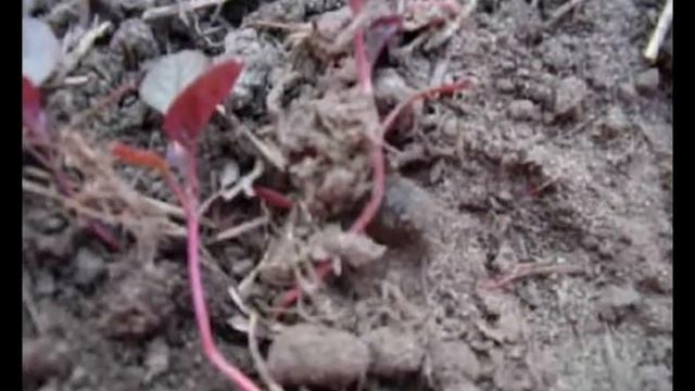 маленькая медведка смотреть онлайн