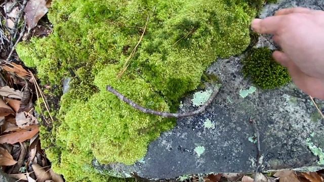 MOSS - How to Forage | Store | Care for moss смотреть онлайн