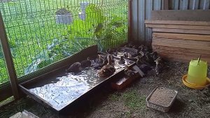 Елецкая подсадная утка.mp4