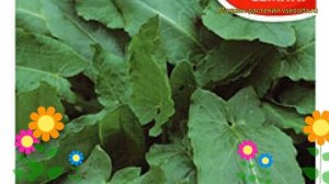 Щавель Бельвильский (Щавель). Краткий обзор, описание характеристик, где купить семена rúmex