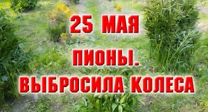 25 мая. Пионы, выбросила колеса
