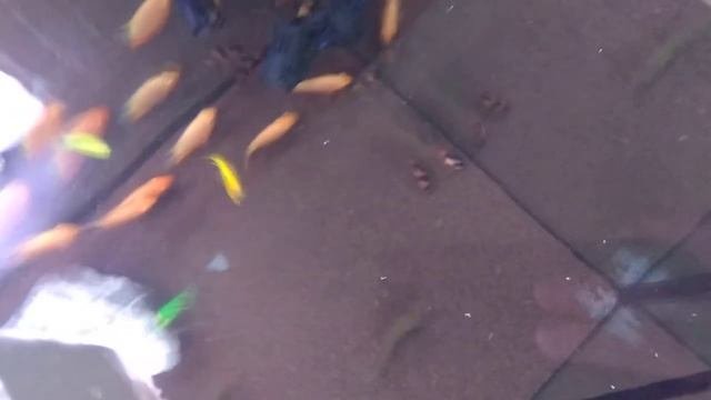 Механическая фильтрация аквариумной воды 4