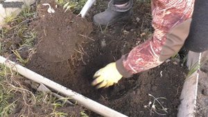 Что осталось от лилий после нашествия мышей. Копаю. Холод ничего не растёт.