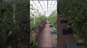 Теплица с помидорами совместно с другими культурами, базилик, перец майоран