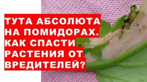 Тута абсолюта - опасный червяк в листе помидоров. Как спасти томаты?