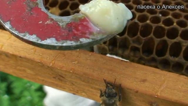 Маточное молочко. Какое на вкус?