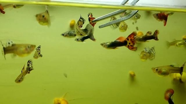 Новые Гуппи?Кормлю рыбок аулофорусом? смотреть онлайн