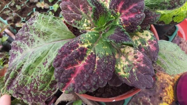 ПОДГОТОВКА К СЕЗОНУЧТО ДЕЛАЮ И ЧЕМ ЗАНИМАЮСЬ .