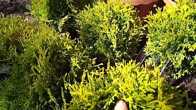 Туи для хвойной клумбы. План посадки растений. смотреть онлайн