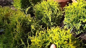 Туи для хвойной клумбы. План посадки растений.