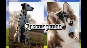 Хаски против Далматинца//Кто победит?