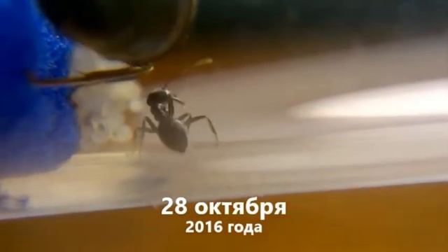 •••История колонии Lasius niger/Год колонии••• смотреть онлайн