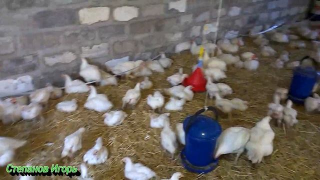 Выращивание бройлеров. Мои бройлеры в новом сарае часть 2 Все о бройлерах. Куры бройлеры смотреть онлайн